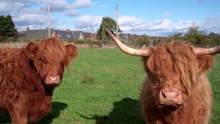 preview picture of video 'Autumn Highland Cows Near Kirriemuir Scotland'