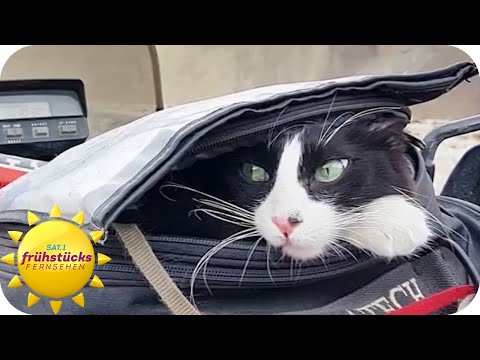 Mit der Katze um die halbe Welt - ein Haustier auf Weltreise | SAT.1 Frühstücksfernsehen