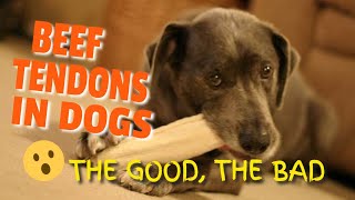 🐶BEEF TENDONS FOR DOGS (The Good, and the Bad)