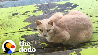 Woman Turns Backyard Shed Into An Apartment For Stray Cats | The Dodo Heroes
