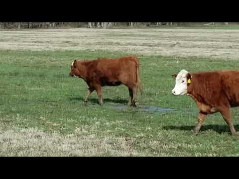 The Cattle Range Listing #801C921-301