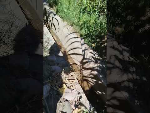 Un típico Parral del valle de Cintis, Chuquisaca, Bolivia.