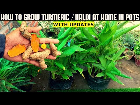 How to grow turmeric/haldi in pots-with full updates