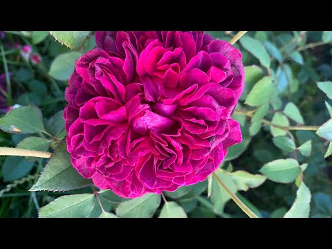 William Shakespeare 2000 is one of the most fragrant and noticeable rose varieties in my garden