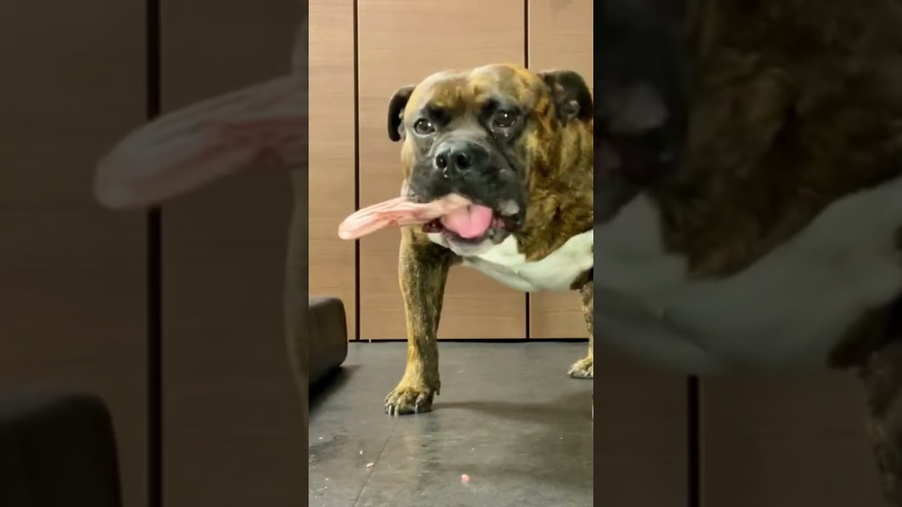 MUKBANG ASMR Dog eating Raw Duck head Meat【American Bully】#shorts