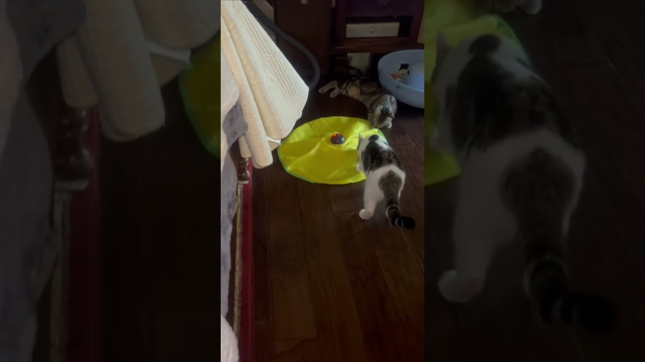 Spirit Love (bonded to Storm Cloud), a Adoptable Domestic Short Hair in Fort Worth, TX video 6/6