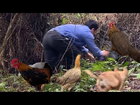 , title : 'How to catch wild chickens easily. building life / mountain life (EP.24)'