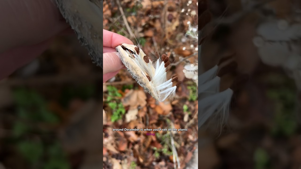 Free Seeds? This Is How To Get Thousands.🌱🦋