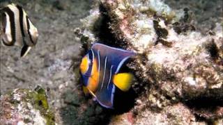 Self Calming Under the Sea