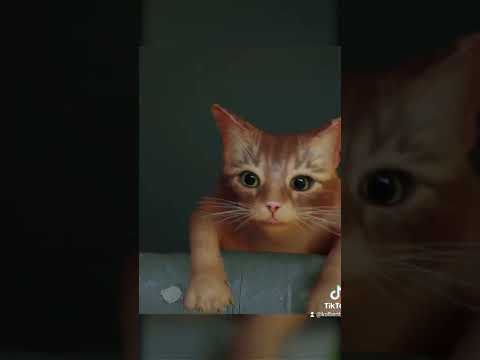 #stray #ps5 #straymeme #kirby #memes #gaming #fall #cat #catmemes #meow #catlover #catsofyoutube