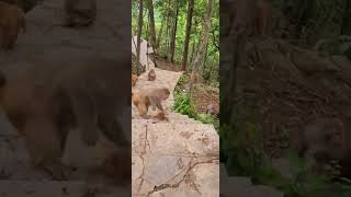 poor monkey baby being dragged on the ground by his mother #shorts #cute #animals