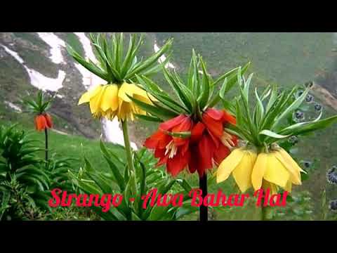 Strango - Awa Bahar Hat