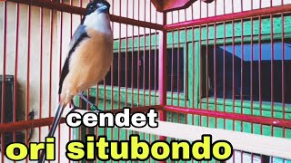 Download lagu cendet ori situbondo mp3