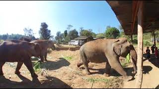 preview picture of video 'Elephant Jungle Sanctuary Chiang Mai Camp 6, 2018-02-01'