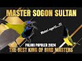Paling Ngeriii ️ MASTER SOGON SUPER MEWAH The Best King Of Masters Bird