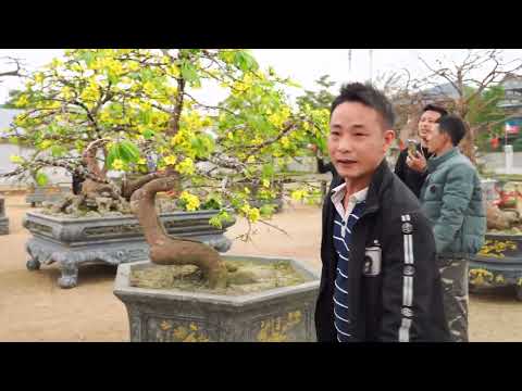 Anh Em Thợ Săn Bắc Giang Đi Hội Triển Lãm Mai Vàng Yên Tử Độc Nhất Vô Nhị Tỉnh Quảng Ninh