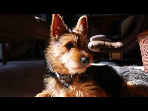 オーストラリアンテリア