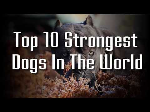 Top 10 strongest dog's in the world