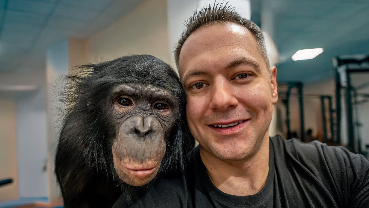 Как Они Справляются? Начались Тяжёлые Тренировочные Будни у Шимпанзе Бони!