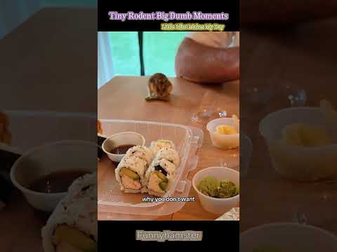 Hamster dumb therapy #FunnyHamster #HamsterSoftTikTok #PetFails #CutePets