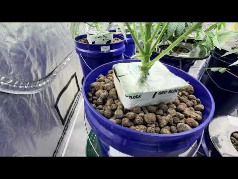 HGZ TV Nirvana Seeds Bohnenverlosung und Wachstumsupdate. Wir haben männliche Pflanzen in der Zon...