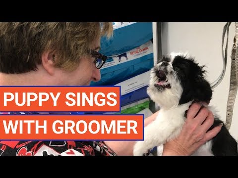 Sweet Dog Sings to Groomer Video 2017 | Daily Heart Beat