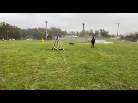 Amy von Peroh. Northeast Regional Championship. IGP3 Obedience