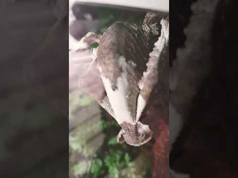 Uroplatus henkeliについて詳しく解説