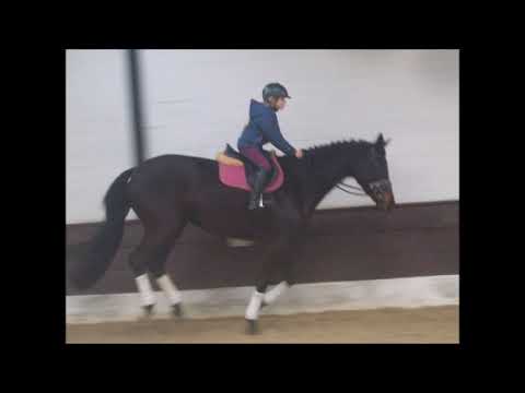 HOPE 5j. St. v. Hohenstein - Welser VB 3.000,- Euro