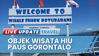 Serunya Berwisata ke Hiu Paus Gorontalo, Wisatawan Bisa Beri Makan hingga Diving