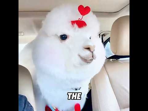 This is why you shouldn’t take an alpaca grocery shopping.#pets #funny #cute #shorts #usa