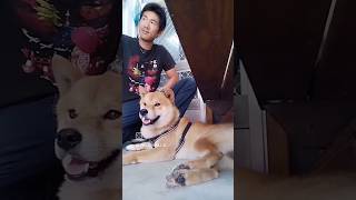 台湾緑島シバイヌとの日々~絆 #shorts #柴犬