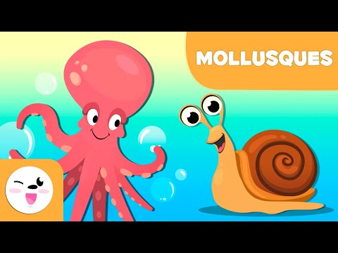Les mollusques pour les enfants - Les animaux invertébrés - Sciences naturelles pour les enfants