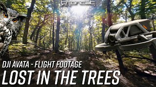 Lost in the Trees - DJI Avata Flight Footage