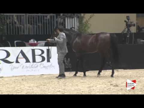 N 51 TF COLOURS   Gran Prix 2015   4+ year old stallions Class H