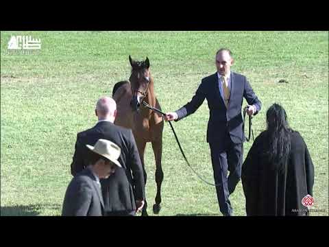 N.14 BDOUR AKMAL - 2020 PSAIAHF Al Khalediah Show - Yearling Fillies