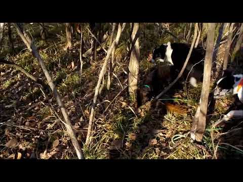 Squirrel hunting collie
