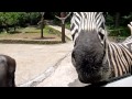 Zebra And Wildebeest Feeding