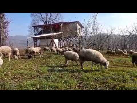 YUNUSBABA'nın ÇİFTLİĞİ