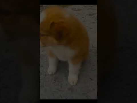 Puppy 🐕 love ❤️ #viral #viralshorts #puppylove #shortsfeed