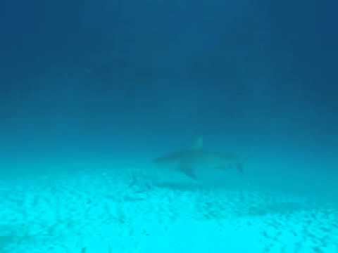 Bullenhaie, Yucatan+Cozumel,Mexiko