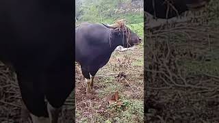 Download lagu Sapi keturunan banteng mp3