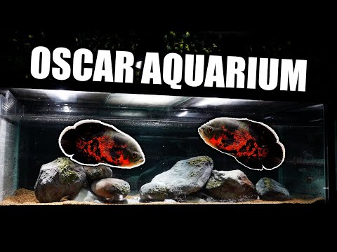The ultimate oscar fish aquarium!