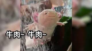 [Vtub] 香草奈若 牛肉唱兒歌