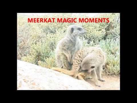 Meerkat Magic Moments Wild meerkats from Ungulungu group autogroom and scent mark