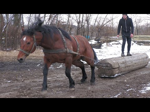 Armăsarul Iancu campion la antrenament acasă la Vlad Costel 2022