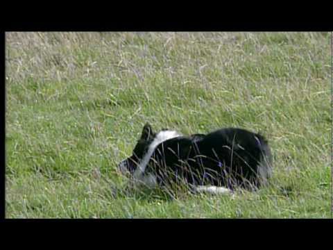 Johnny Wilson - Spot - One Man and His Dog