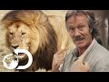 Territorial Male Lion Asserts Dominance Over His Pride Big Cat Tales