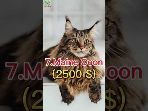 世界で最も高価な猫の品種トップ 10 #viral #2023