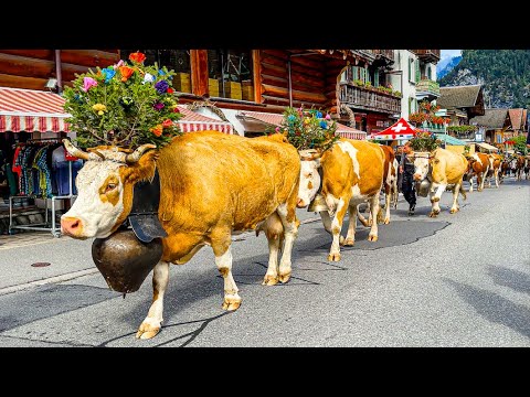Traditional cow parade in Lauterbrunnen 🇨🇭🐮 Switzerland 4K